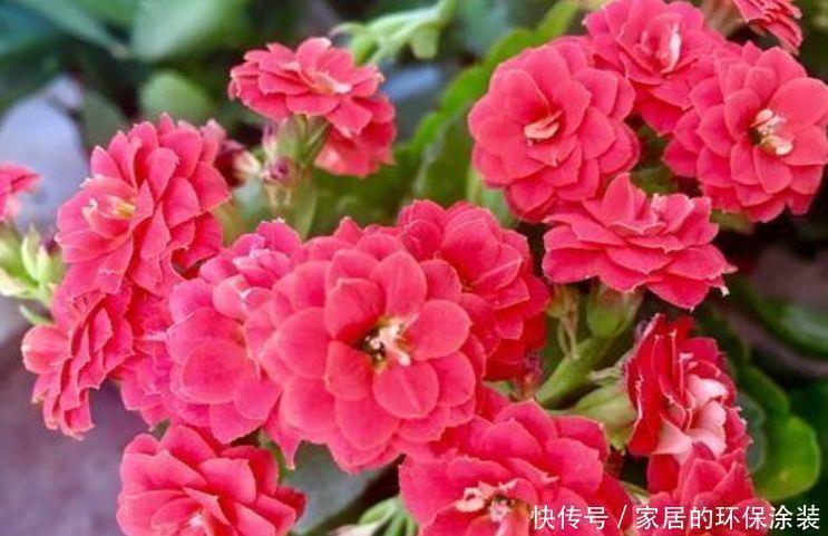 营养土|4种花是花中劳模，一年四季开花不断，满屋飘香，香水钱都省了