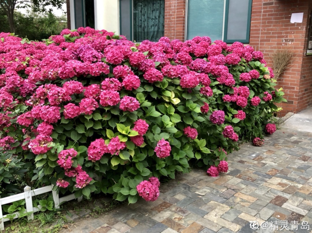 再穷也要养长寿花，寓意好、开花美，养人又养家！