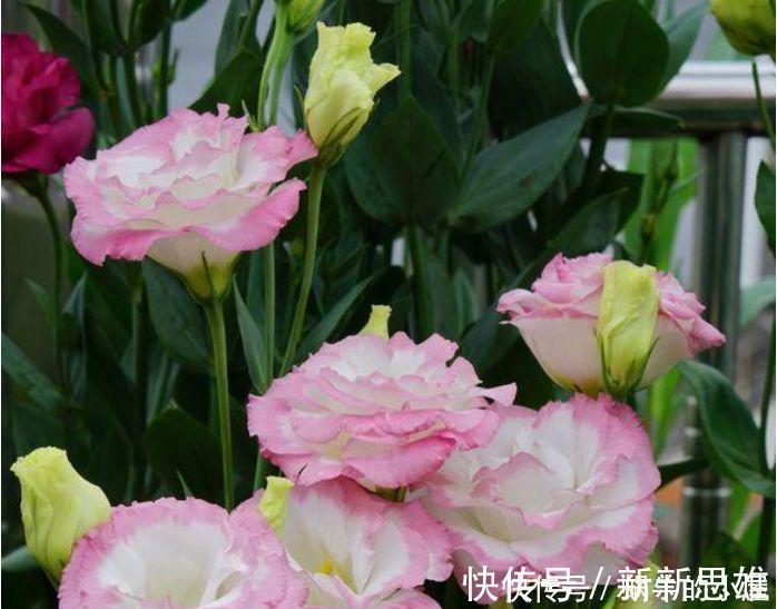 家里阳台养此款花,新手也能养爆盆,花香四溢飘满屋,美