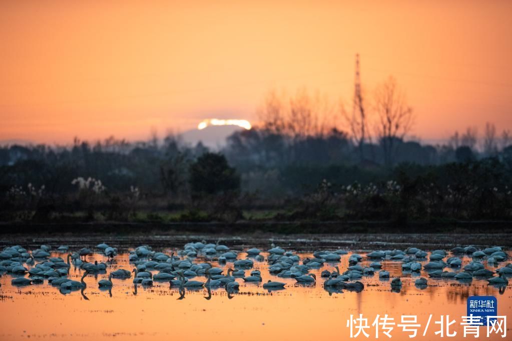 飞翔|洞庭“天鹅舞”