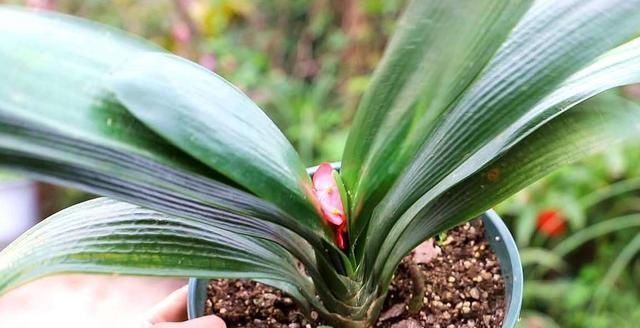 7月开始,4种花就怕“晒太阳”,想要叶色翠绿,这些细节你知道吗