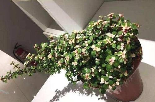  悬崖|金枝玉叶忒好养，剪2刀就变悬崖桩，镇宅还值钱