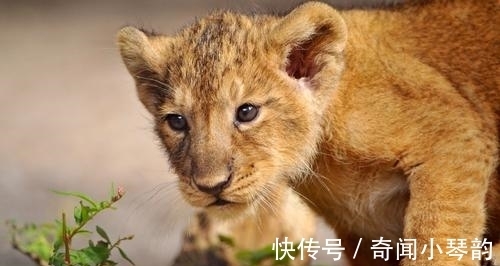13条奇葩冷知识,有趣又好玩,满足自己的猎奇心理