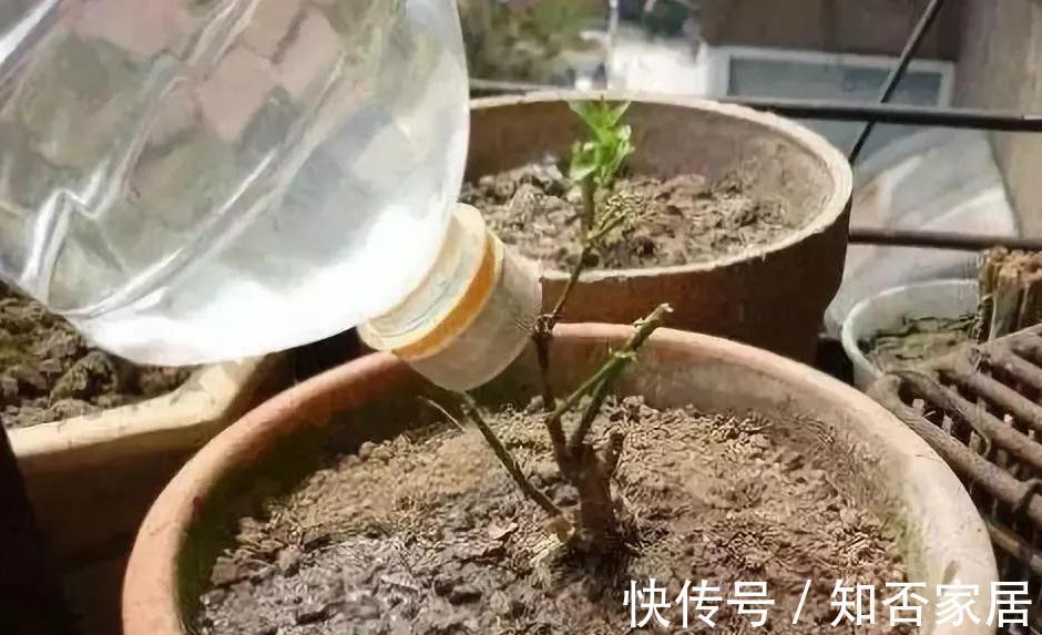 养花盆土硬邦邦，自制一碗水，土壤松软似面包，肥力足