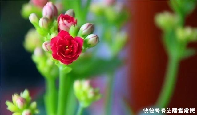 爆盆|长寿花开花爆盆有秘诀,学会施肥就行了,砰砰开花全是花苞!