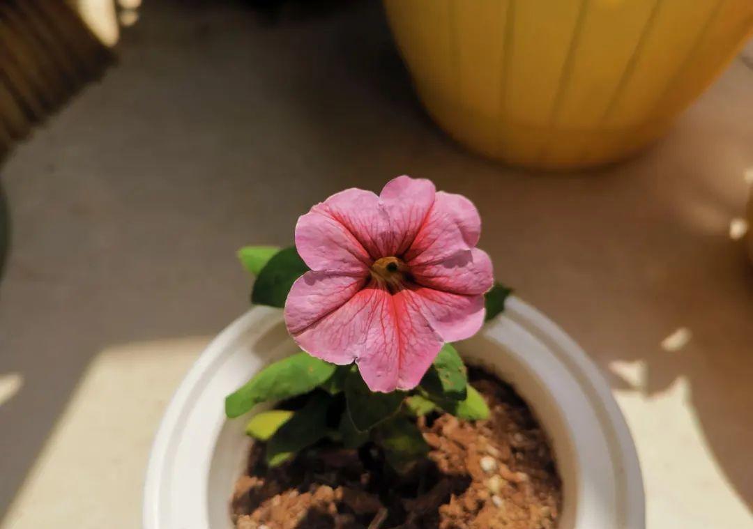 种花|8种花赶紧剃头,剃得越狠,开花越多