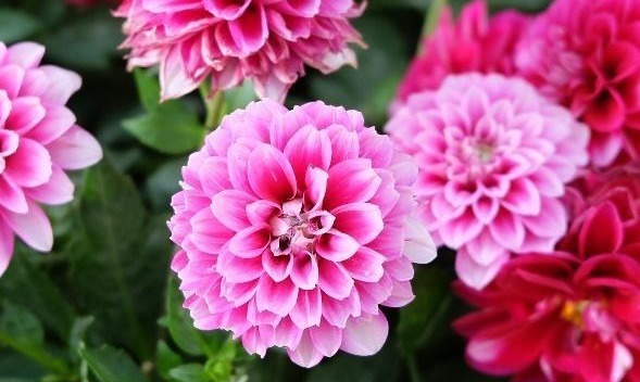 大丽花怎么养从选盆开始教你“5步走”,轻松开爆盆