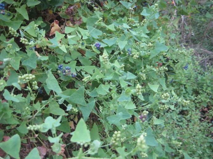 老虎刺|蛇见了都会绕着走的野草，农村孩子却当零食，你吃过吗