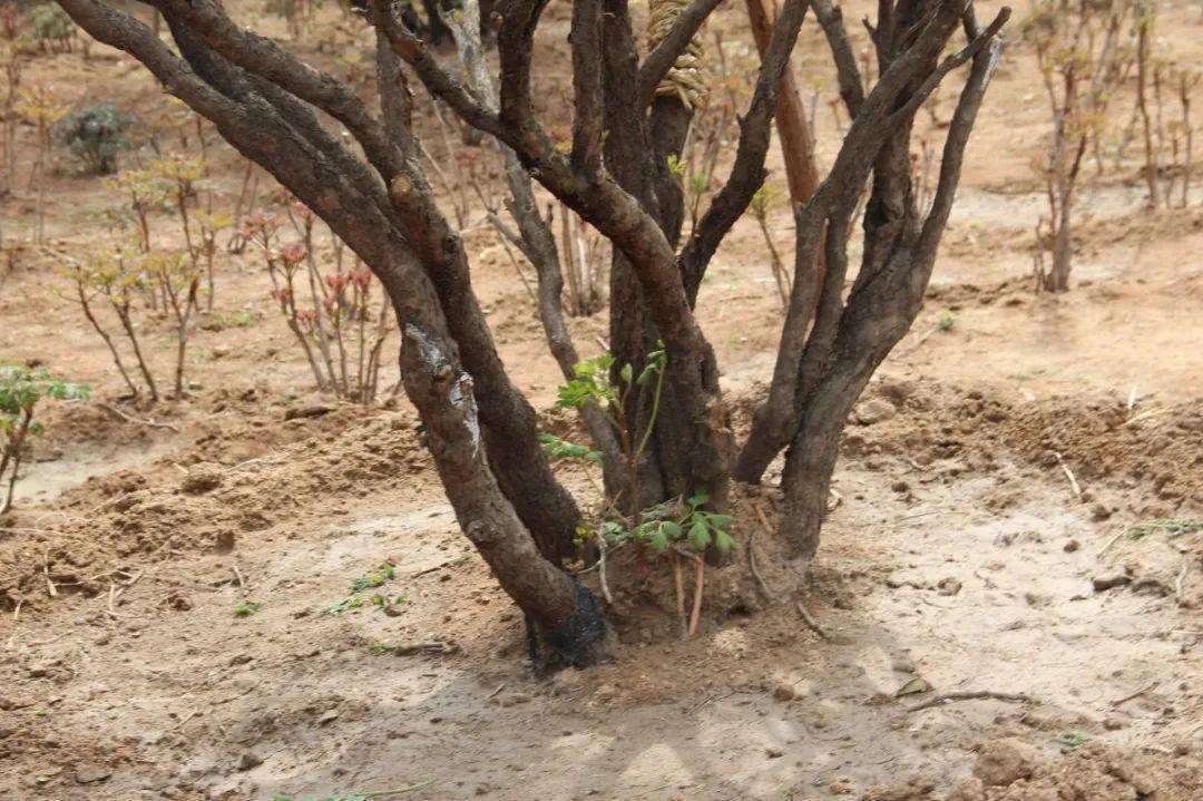 品种|这花只能秋天养，埋土里就活，晚了再等一整年！