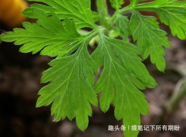 皱纹|女人再没钱,4种食物不能省,补气养血、淡化皱纹,越来越年轻!