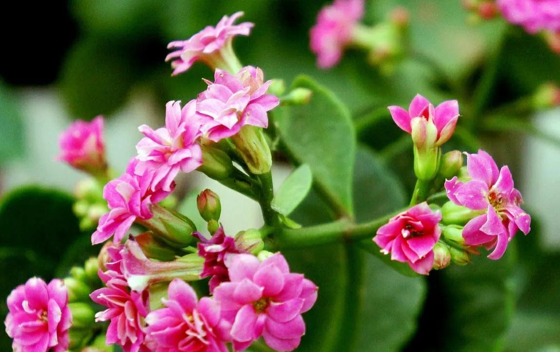 冬天客厅养3种花,好养好看寓意好,关键是美观大方