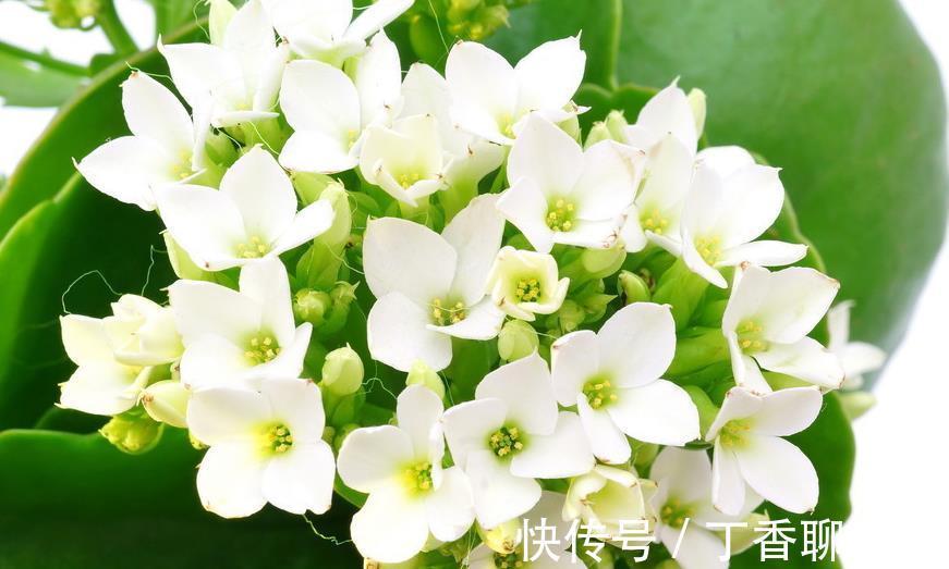 爆盆|长寿花这样养,轻轻松松爆盆,一年四季赏花不断