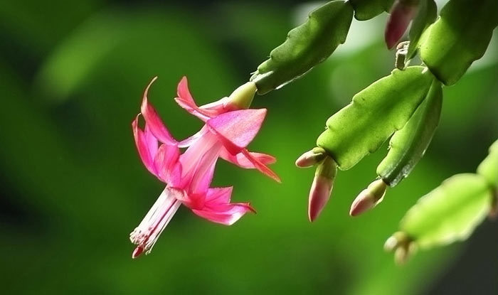 蟹爪兰总是萎蔫怎么办学会3个小技巧,茎枝翠绿粗壮,开花爆盆