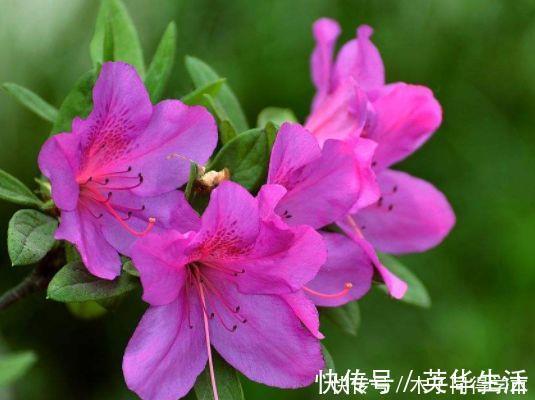 牡丹|4种花漂亮不输牡丹,可盆栽种植,四季开花,很值得拥有