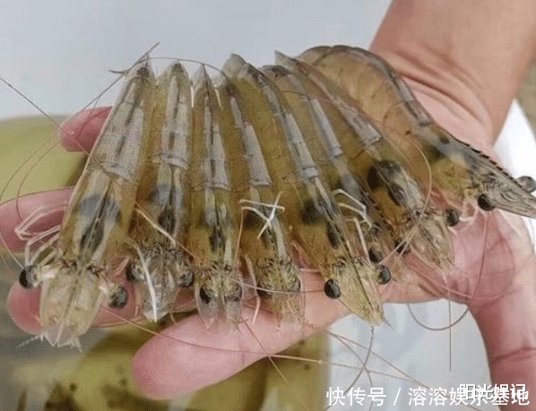 q弹|买虾,不管价格高低,见到这4种,不买为好!为了健康,别再乱买
