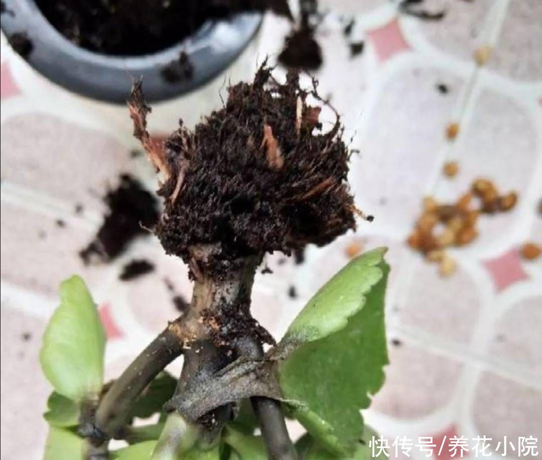 君子兰|6种花怕水涝，浇水太勤总也养不好，不是烂根就是黄叶