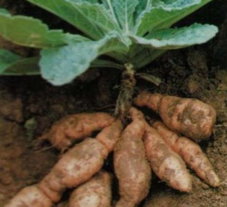 百合|明日立秋！就喝这一碗，补气润肺升免疫，人人必备