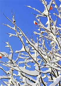 立冬|醉看墨花月白，恍疑雪满前村