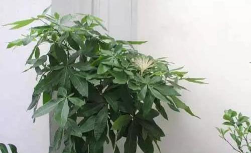 发黄|夏季养发财树,按照以下技巧来做,生长旺盛,枝繁叶绿有光泽