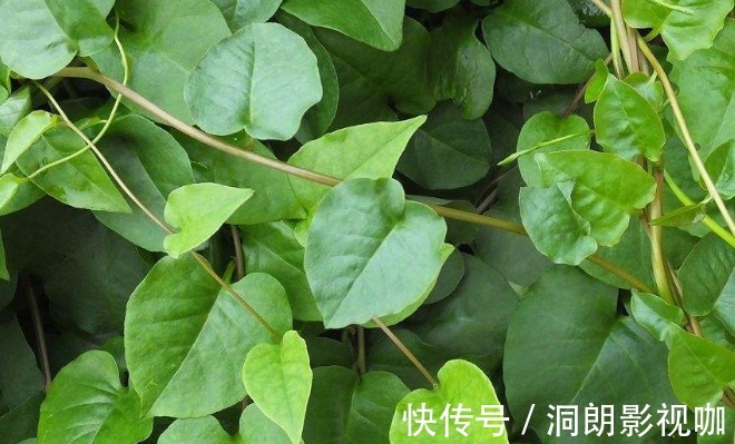 苞片|农村房子旁的野草,乡下人当野草除,其实还有其它用处