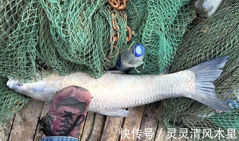 钓什么鱼用什么饵,这几种鱼饵,是垂钓常见鱼类的经典饵料