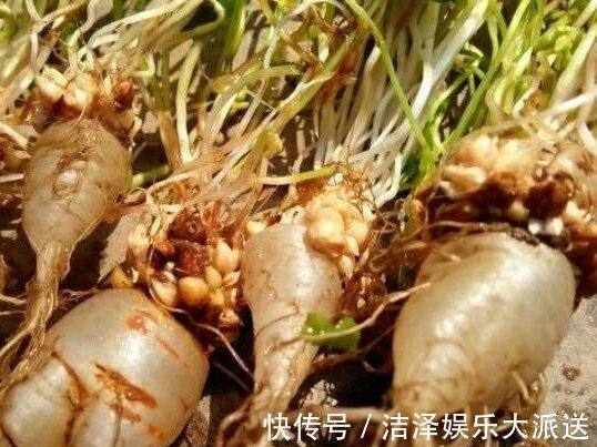 萝卜|女人常吃此物,不感冒了,排除湿气,远离妇科炎症,子宫越来越好