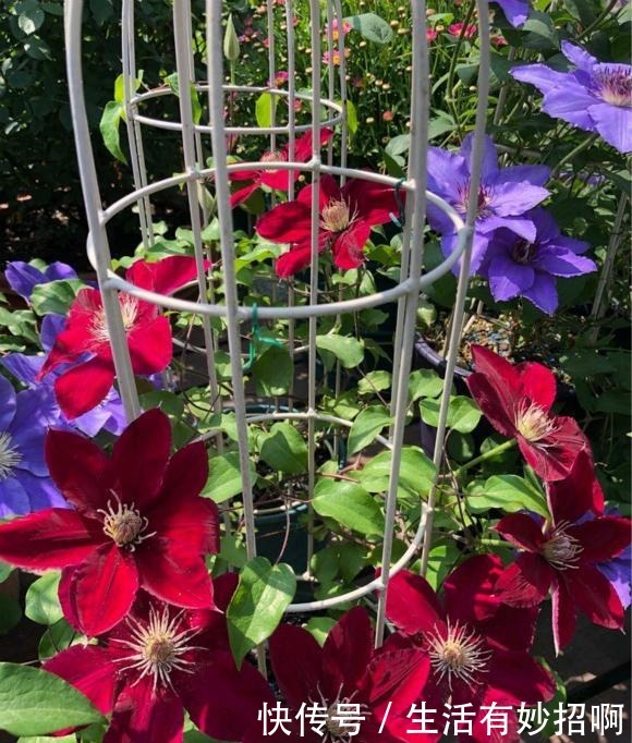 最漂亮的“爬墙花”,开花漂亮赛牡丹,连皇家花园都种它,值得养!