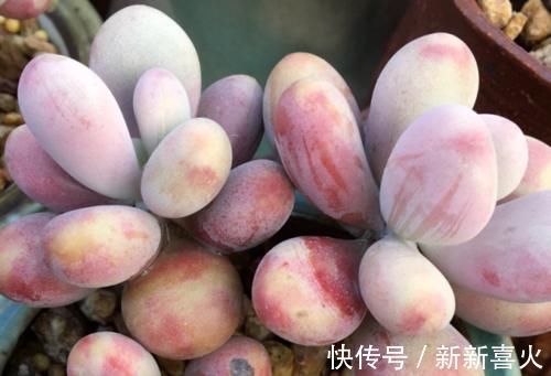 给桃蛋老桩多肉配盆是技术活，配好了锦上添花，配不好则影响颜值