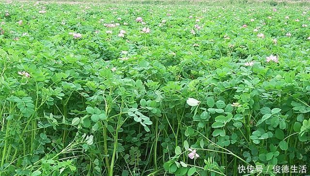 草籽|农村一种叫“草籽”的野草，以前人们不待见，殊不知药用价值珍贵