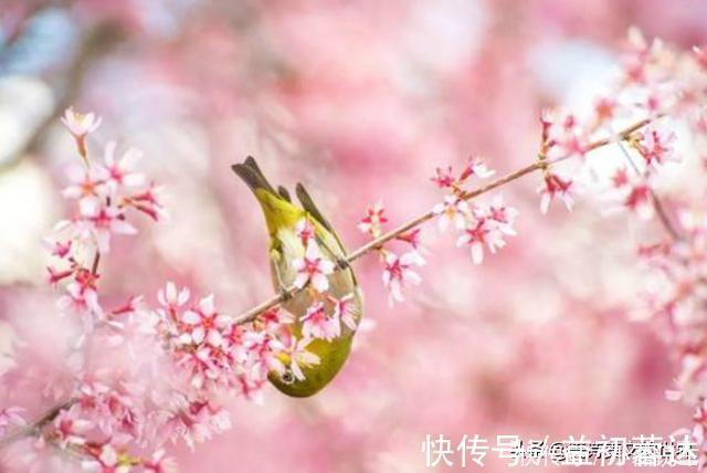 沁园春$郑板桥最调皮的一首词,句句和文人作对,却硬生生怼出了一篇奇文