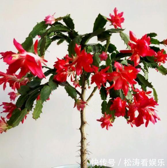 叶片|蟹爪兰养不好,用此“神木”一嫁接,快速爆满芽,开成“花树”