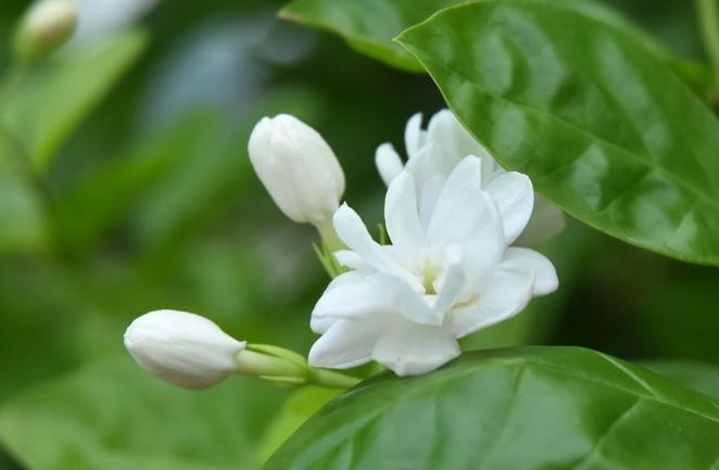 枯萎|养殖茉莉盆栽,最怕这3点,一不小心就枯萎,现在学习来得及