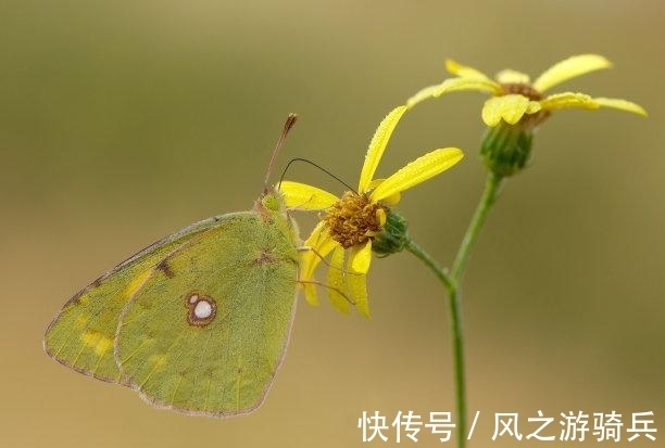 事业|往后8天，旧爱忏悔，长乐未央，收获真爱，事业顺利，花好月圆