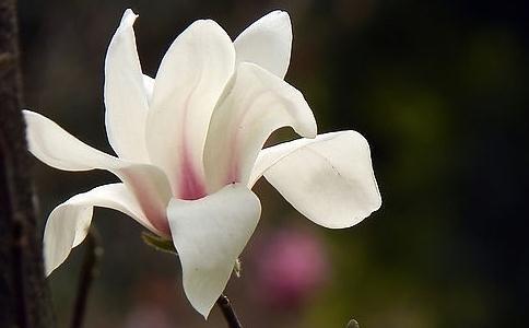 此花是思念之花,紫魅靓丽,寄托着远方亲人深深的思念!