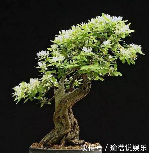 垂枝式|婆婆山上挖野草，拿回家做成盆景，随便一盆价值上万！