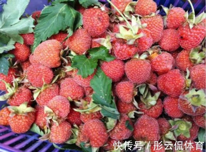 大棚|儿时爱吃的野果,如今已上市,一斤52元,却很少人规模种植