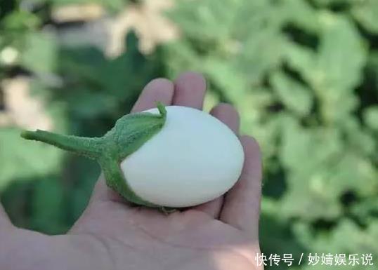 婆婆在阳台种“鸡蛋”,1盆能结“30个”,全家够吃,邻居太羡慕