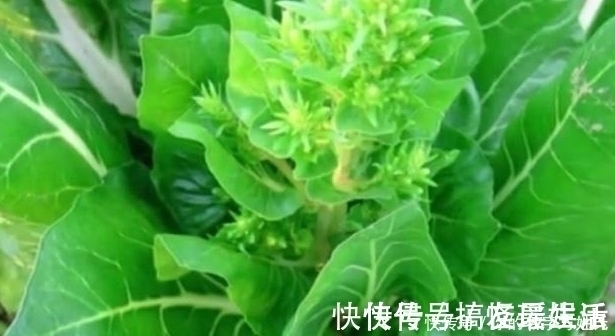 补钙|菜地里的一种菜,很多人不喜欢吃,却是天然的补钙菜