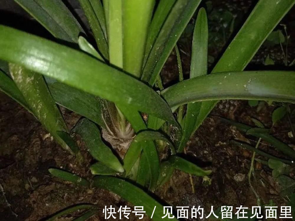 土朱|朱顶红埋土里，如何能年年开花，球变大、变多？