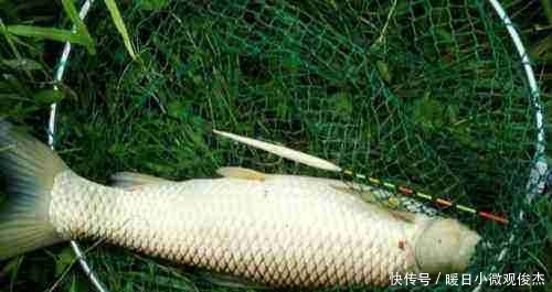 草鱼|夏季户外钓草鱼，早中晚各不同，把握习性才能连杆爆护