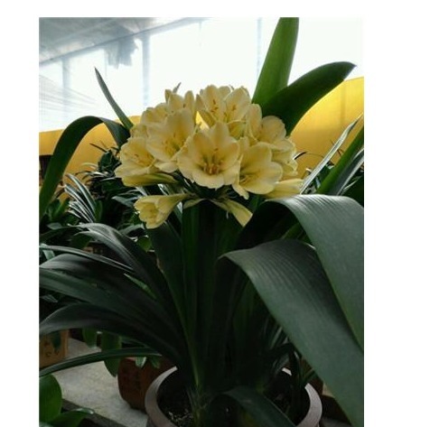 淘米水,啤酒水靠边站,以下几种水浇花,君子兰水灵灵、花多多