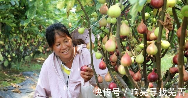 养殖|无花果又叫天仙果，营养丰富甜糯可口，很适合作为盆栽来养！