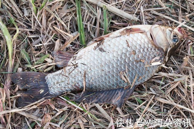 怀疑人生|7.2鱼竿这样抛竿才轻松,避免被累的怀疑人生,实用才是王道