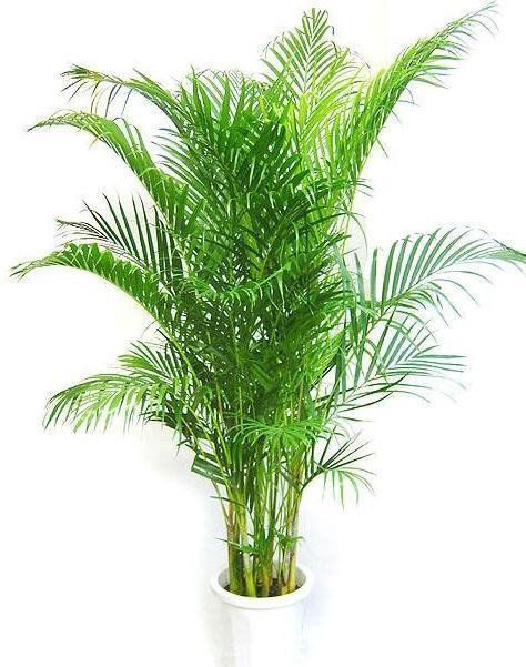 家里养凤尾竹，做好这几件事，叶片油绿有精神