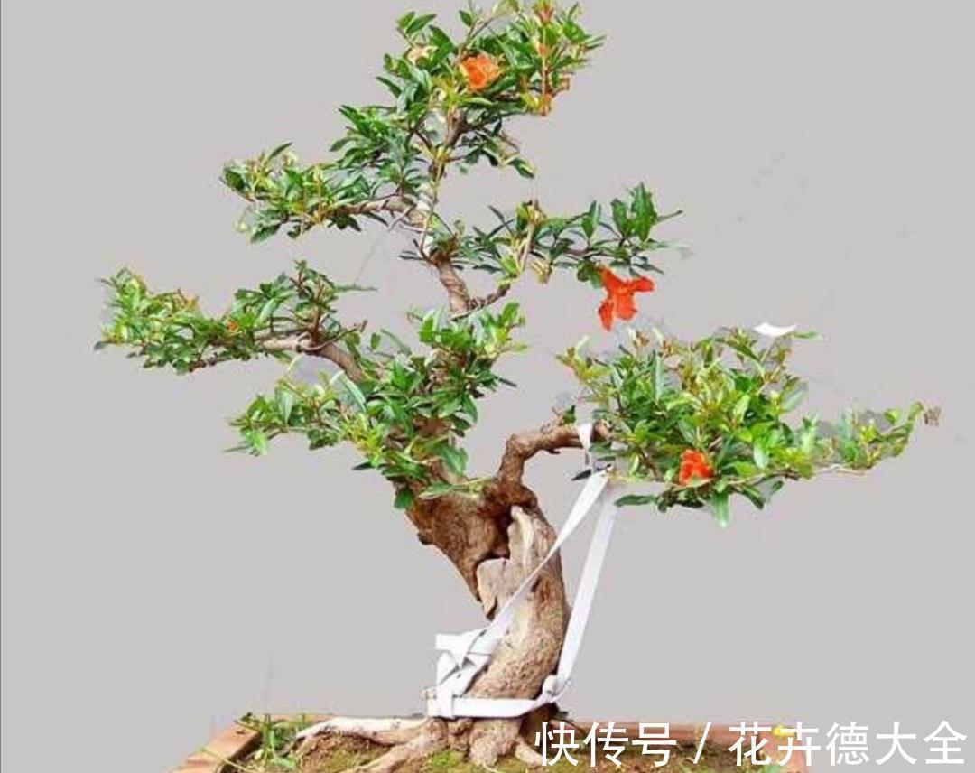 4种“盆景桩”,品位高大上,懒人花剪一剪,价格翻几倍