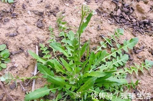 荠菜|乡下这“野菜”5块一斤,谁都爱吃,掏钱从不手软,五六斤嫌少了