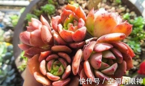养多肉植物,掌握5个基本要点,顺利长满盆,实用又有效!