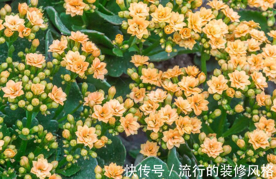 扦插|家有长寿花，心情愉悦，长寿花这么养四季开花