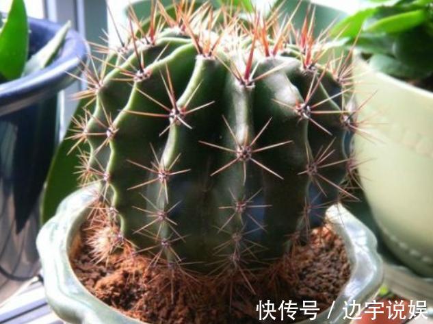 3种长着“大肚子”的花，长时间不浇水，也能叶片油绿，开花爆盆