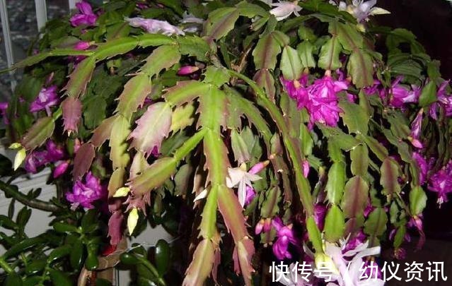 浇水|蟹爪兰怎么养才能开花蟹爪兰催花小妙招，养好了一年可开3次